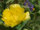 Prickly pear cactus in bloom, Boothill, New Mexico Art Print